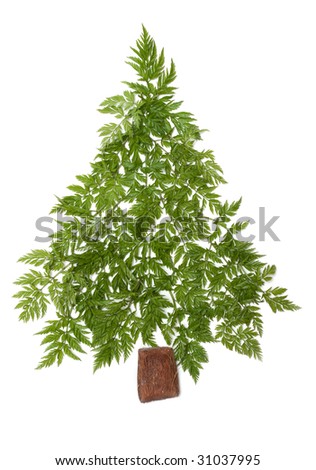 Decorative cristmas spruce from green herb put on white background