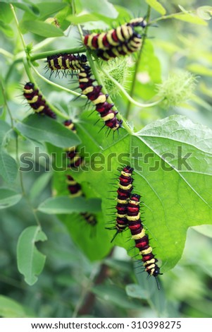 colorful butterfly worm in nature