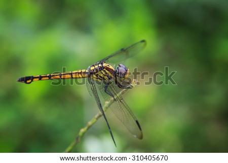 Dragonfly - macro Dragonfly - focus on the eye focus eyes
