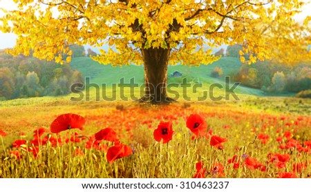 Beautiful autumn landscape with a lonely tree and poppies (meditation, harmony, anti-stress, prosperity - concept)