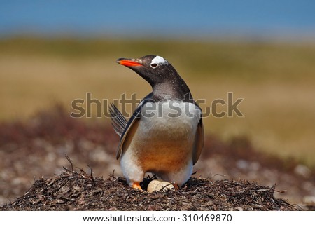 Gentoo penguin in the nest wit two eggs, Falkland Islands.