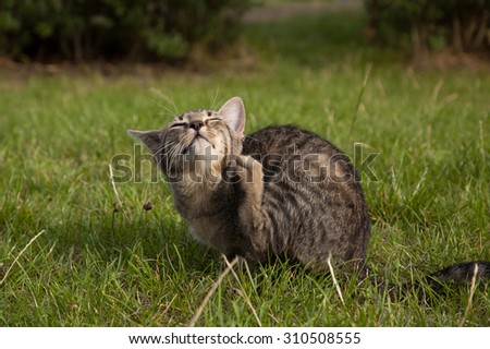 tabby kitten lying on the lawn, scratching fleas