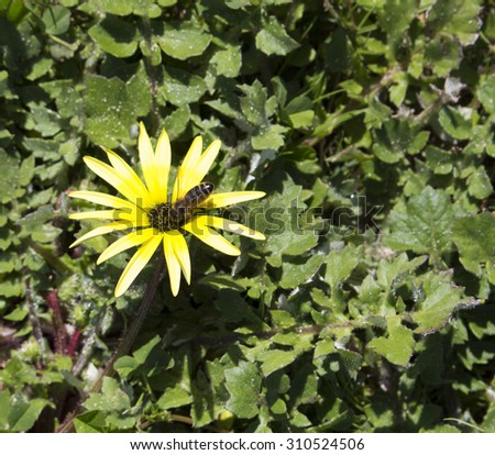 South African dandelion or Cape weed arctotheca calendula  in bloom  in late winter is a  common prostrate spreading weed  with sunny yellow single blooms attracting bees to the field or garden.