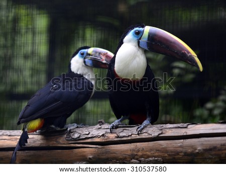 Red-billed Toucan 