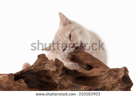Small red cream british kitten on white background