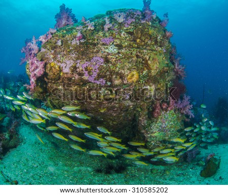 Beautiful soft corals and schooling of fish in Thailand