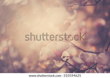 Flowering magnolia in a spring garden, background, texture