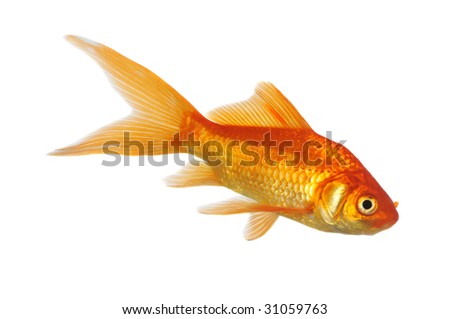 Gold Fish side view isolated on a white background