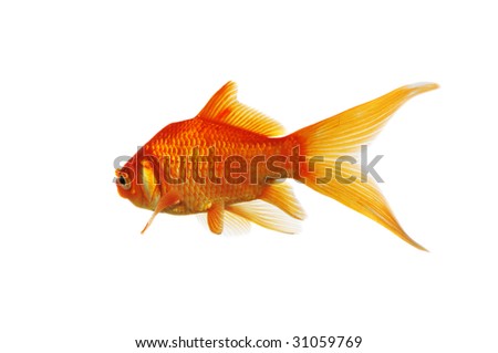 Gold Fish side view isolated on a white background