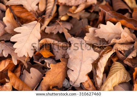 Fallen oak leaves. Autumn. Royalty-Free Stock Photo #310627460