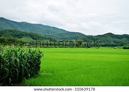 Corn fields and rice fields