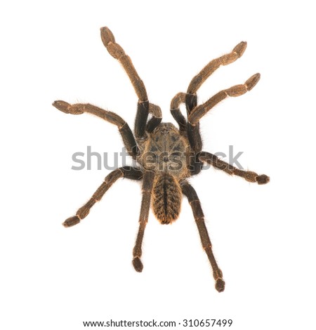 Brown tarantula isolated on white