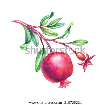watercolor pomegranate illustration, branch with green leaves and fruits, design element isolated on white background