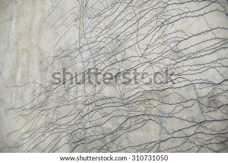 Abstract textured decorative, roots on wall backgrounds