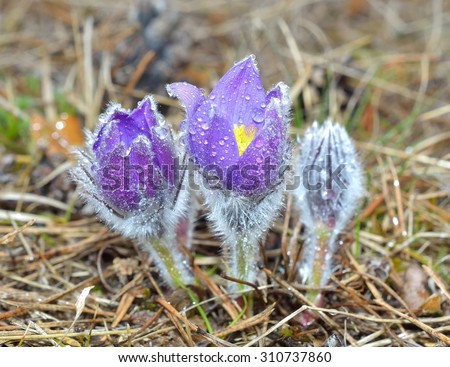 Mountain Pasqueflower (Pulsatilla montana)