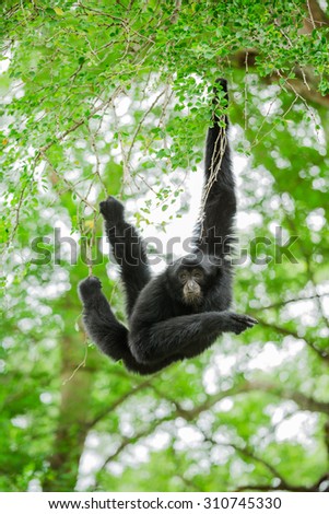 Big gibbon jumping on green tree
