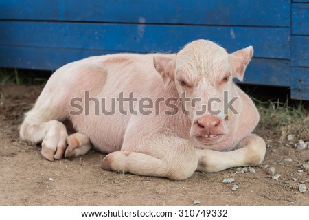 Baby albino buffalo