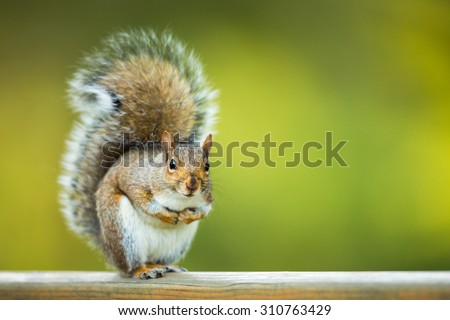 Eastern Grey Squirrel (Sciurus carolinensis)