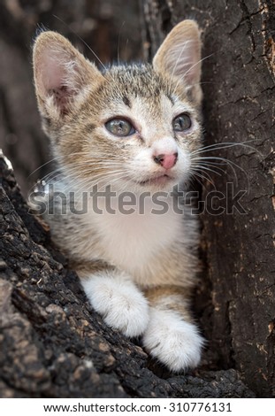 Cute gray and black kitten try to climb down from tree under natural light, selective focus on its eye