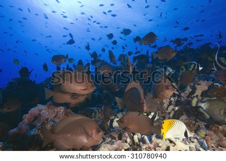 BIG SCHOOL OF BUTTERFLYFISH SWIMMING CLOSE TO CORAL REEF