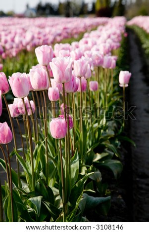 pink tulips in farm field for background