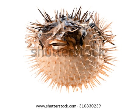 Orange fish-hedgehog isolated on white Royalty-Free Stock Photo #310830239