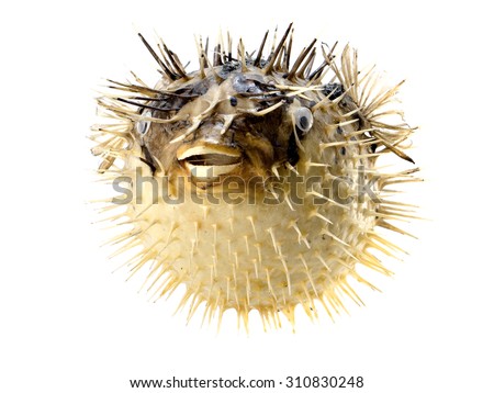 Yellow fish-hedgehog isolated on white