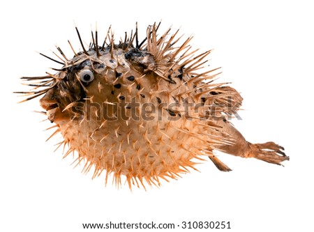 Orange fish-hedgehog isolated on white Royalty-Free Stock Photo #310830251