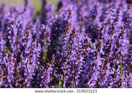Lavender Bush on Street Flowerbed