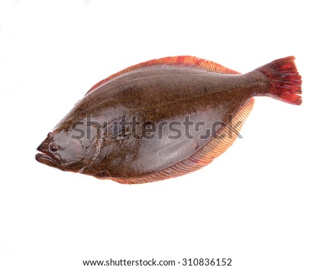A halibut isolated on a white background 