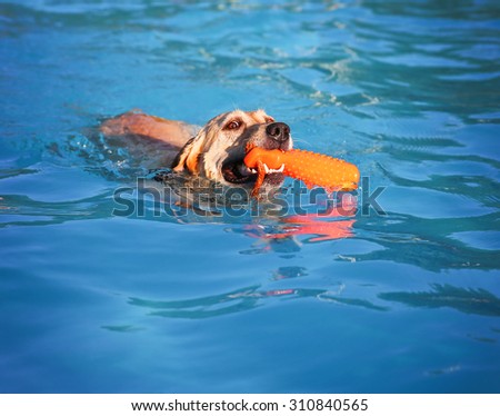 a dog swimming at a local public pool