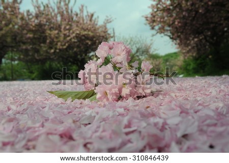 Branch of beautiful pinkish blossom sakura flowers lying on ground covered completely with fallen blossom sakura tree petals on natural background of sakura trees outdoor copy space, hoizontal picture