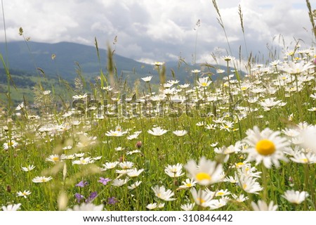 Wonderfull wild fresh small tiny camomiles flowers pink clovers green grass on medow high beautiful mountains with grey and white clouds on background outdoor, horizontal picture
