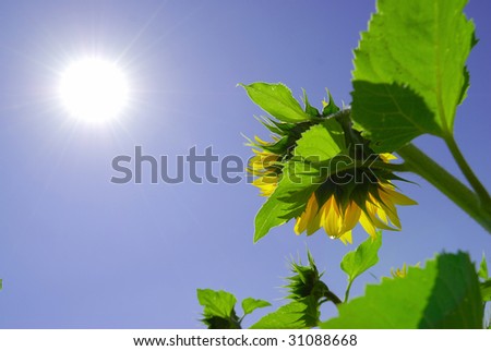 Sunflower under sunshine