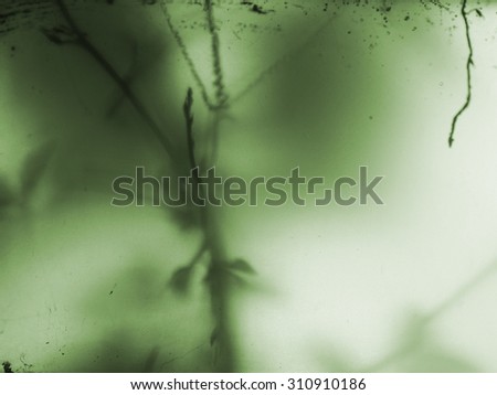 picture blur of trees