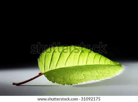 cherry leaf
