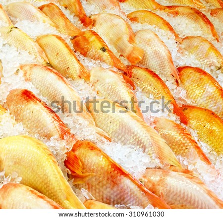 Closeup Red Tilapia Fish Freezing on Ices.