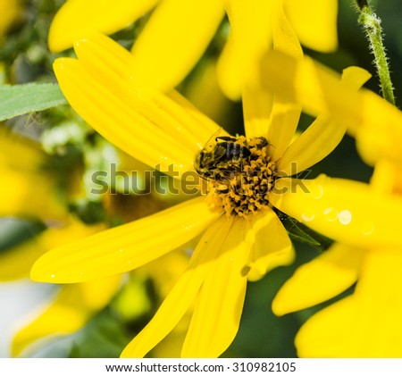 Bee and a yellow flower