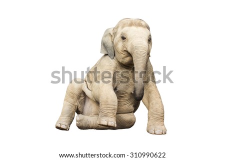 Asia elephant on isolated white background.