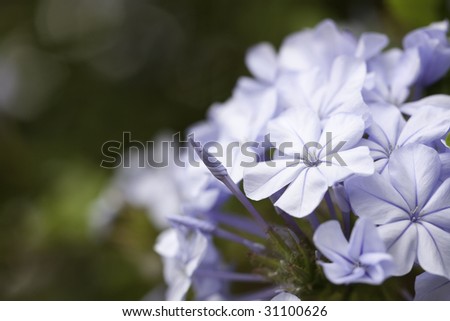 Purple Spring Flower Blossom Macro with Narrow Depth of Field.