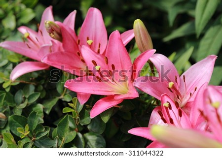 Large flowerbed with pink lilies in park Gor'kogo, Moscow, Russia Royalty-Free Stock Photo #311044322