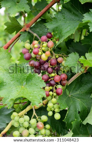 Gorgeous bunch of grapes. The unforgettable taste of grapes and the absolute benefits for the body. Beautiful and very useful grapes. Inspiration for prosperity and success. Stock photo. 