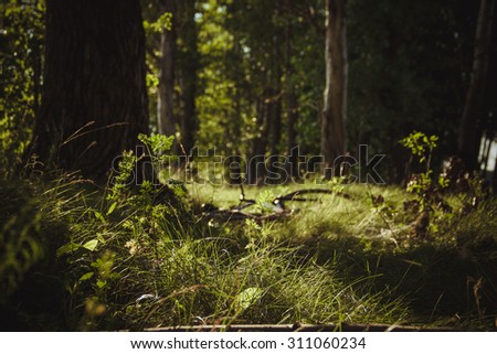 bicycle in the woods Royalty-Free Stock Photo #311060234