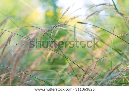 Grass ears in sunlight photographed in late summer. Beautiful nature background