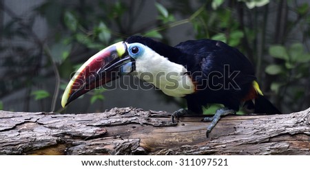 Red-billed Toucan