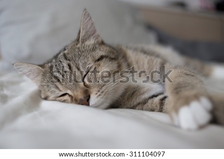 cat sleep on the bed