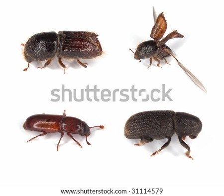 Different bark borers isolated on white, major pests on woods. Royalty-Free Stock Photo #31114579