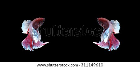 Red doubletail siamese fighting fish, betta fish isolated on black background.
