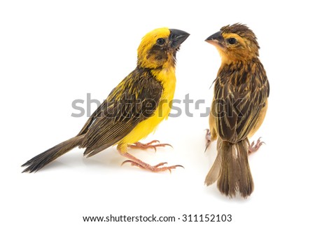 Beautiful bird, male and female ofAsian Golden Weaver (Ploceus hypoxanthus) isolated on white background