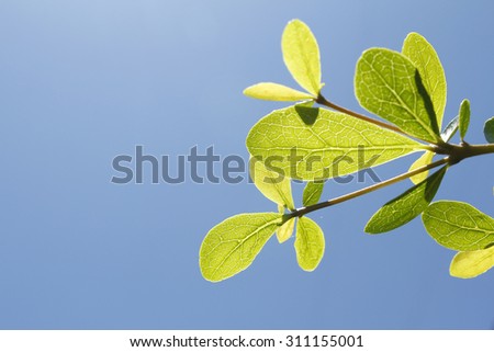 Green leaves with blue sky for is the wallpaper and background.
